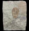 Ordovician Euloma Trilobite - Zagora, Morocco #55146-1
